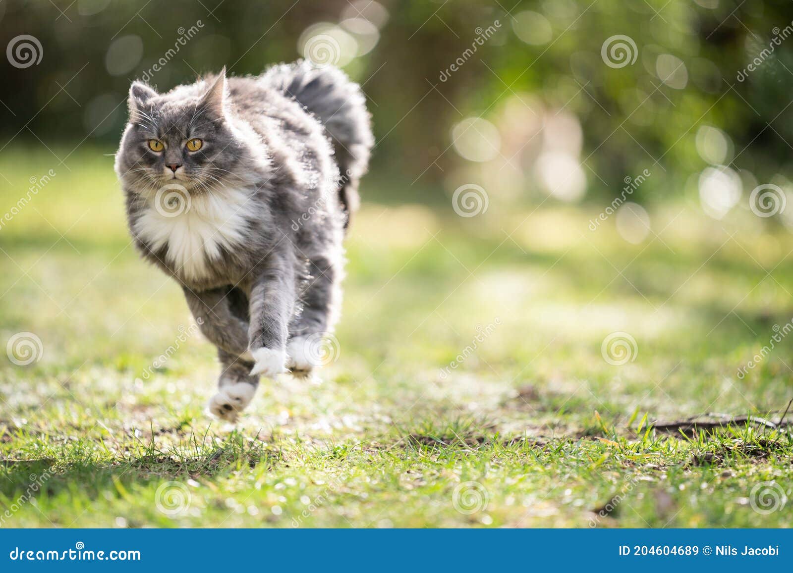 Running Maine Coon Cat in Sunlight with Copy Space Stock Image Image