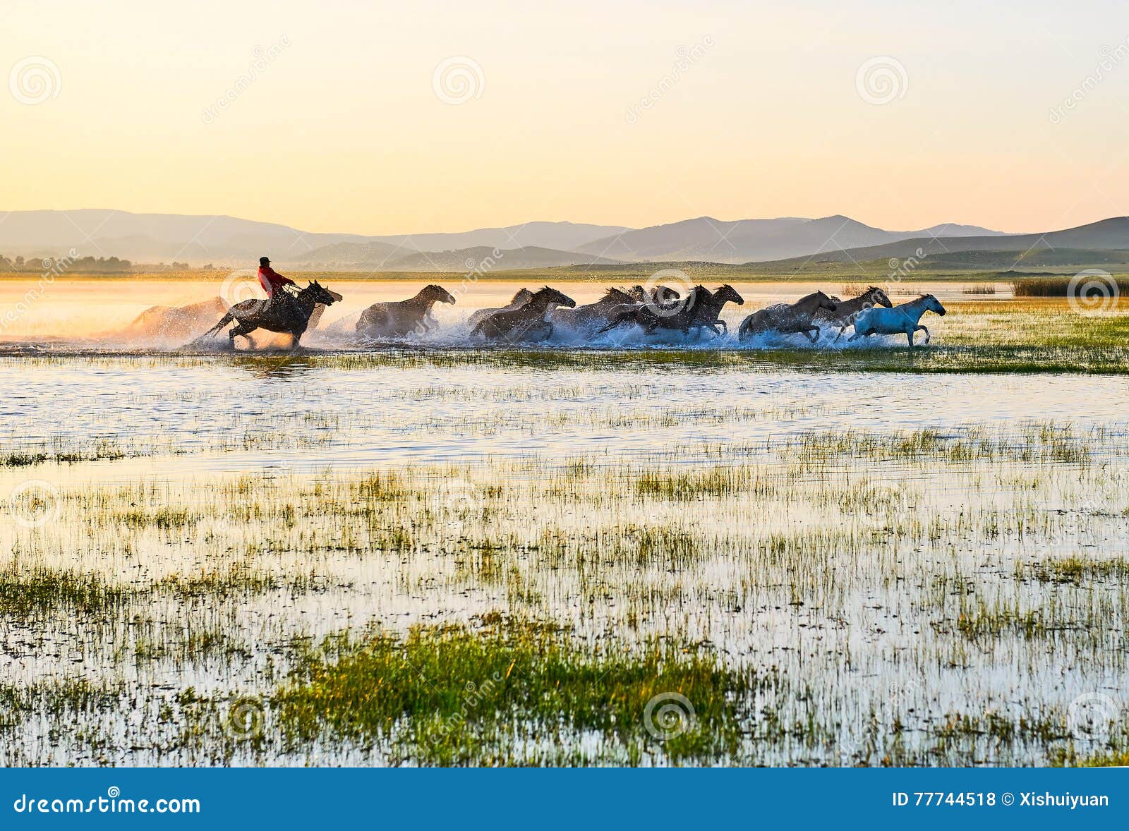 the running manada and herd