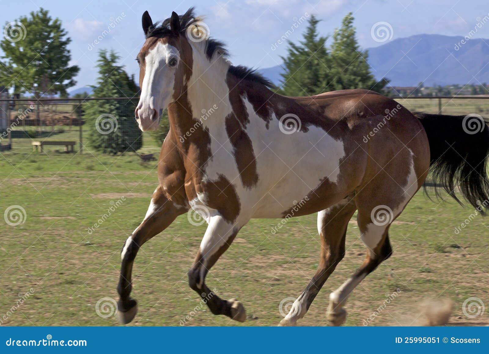 Running Paint Horse stock image. Image of ranch, paint 25995051