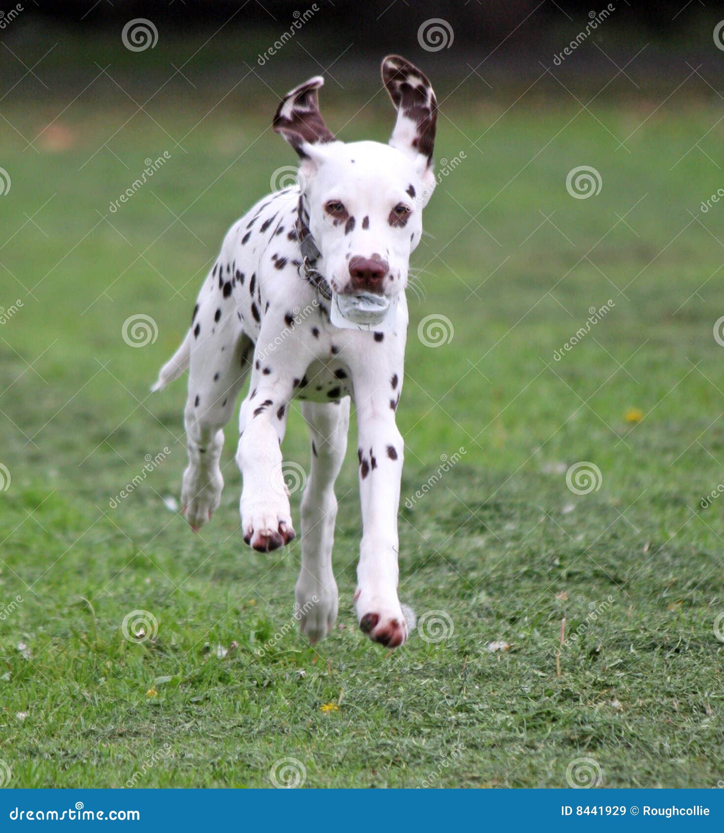 Running puppy dog stock image. Image of green, close, happiness 8441929