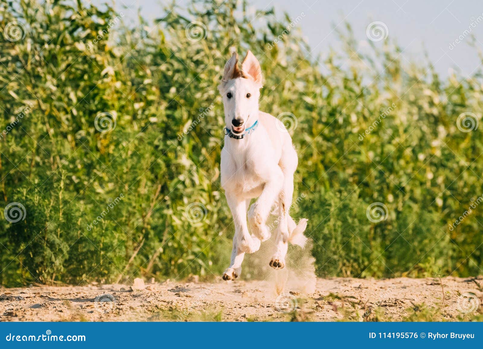 Fast Running Puppy Of Russian Wolfhound Hunting Sighthound Russkaya Psovaya Borzaya Dog Outdoors