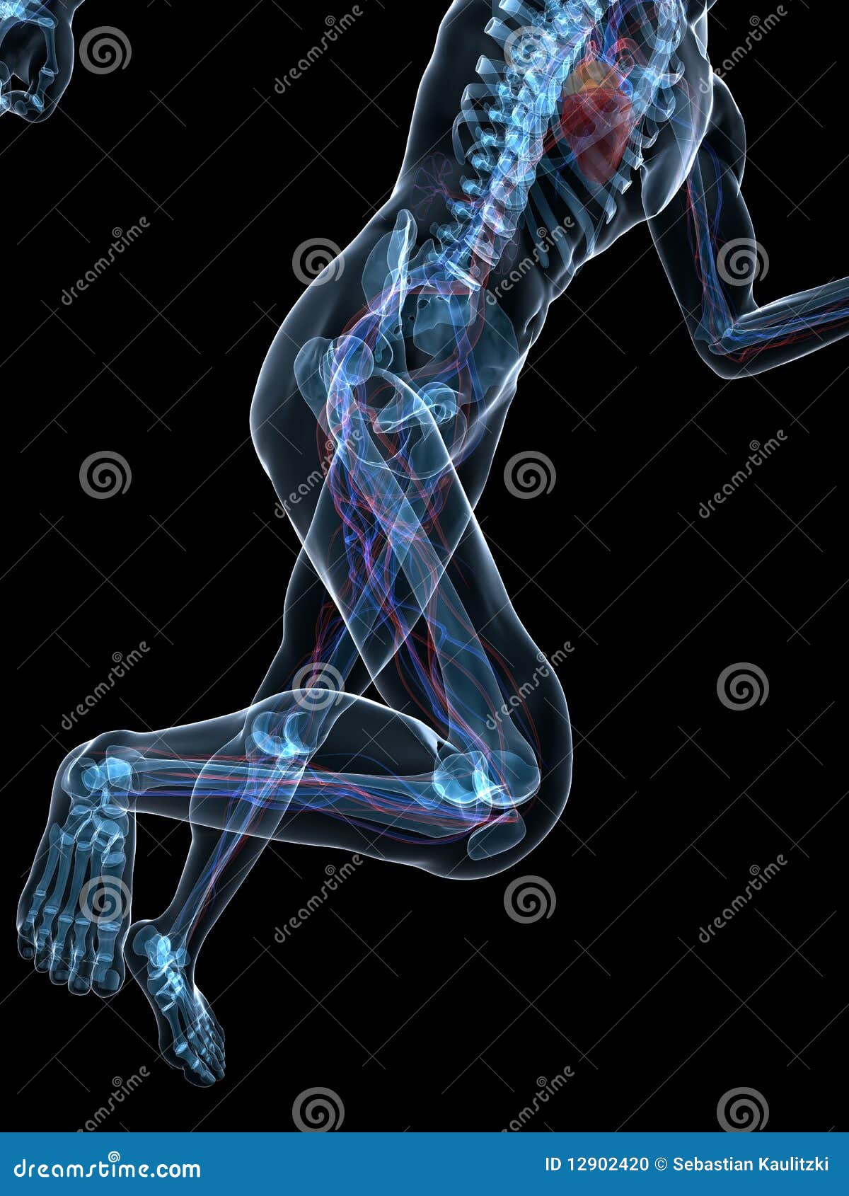 running skeleton - vascular