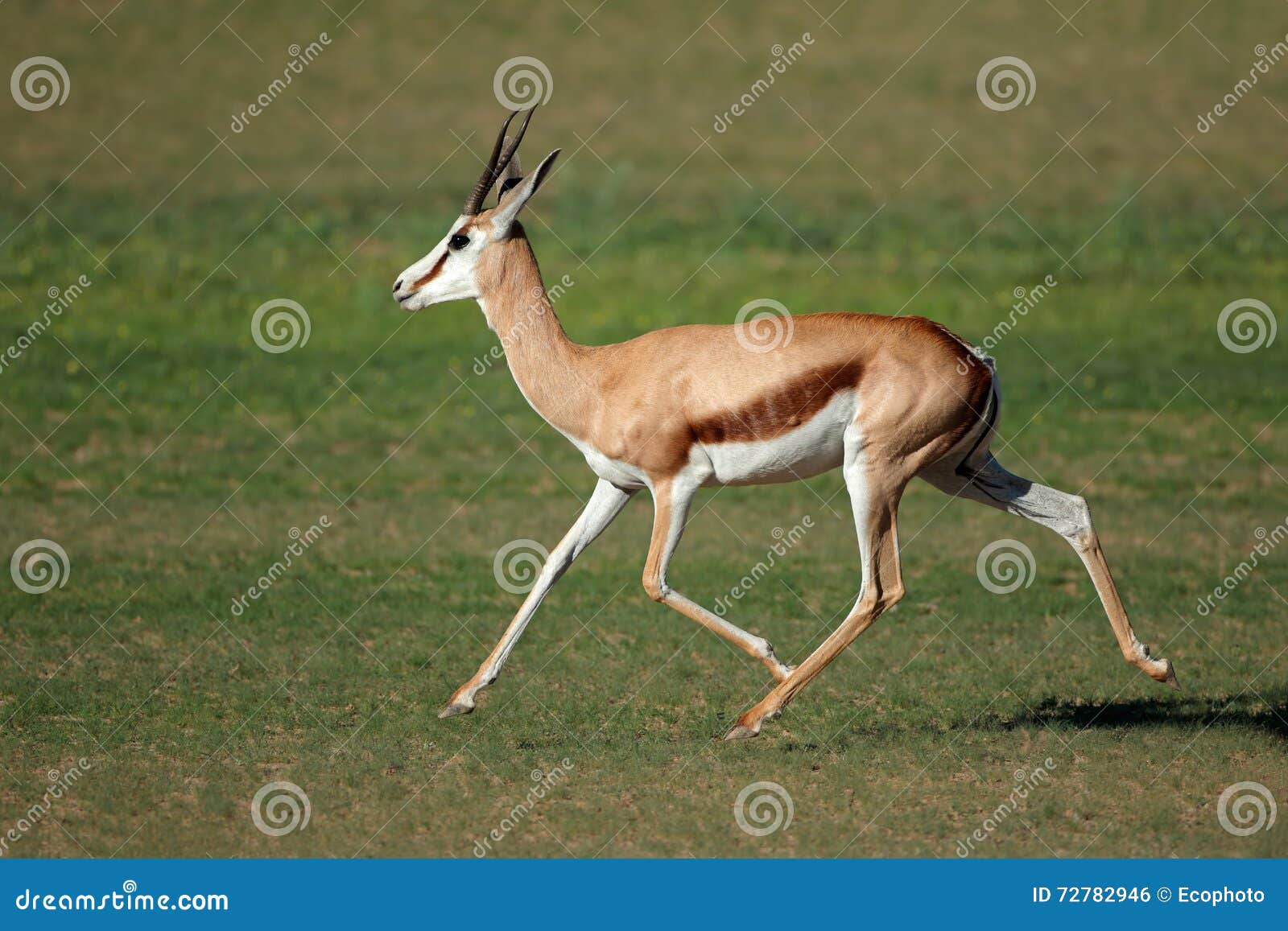 running springbok antelope