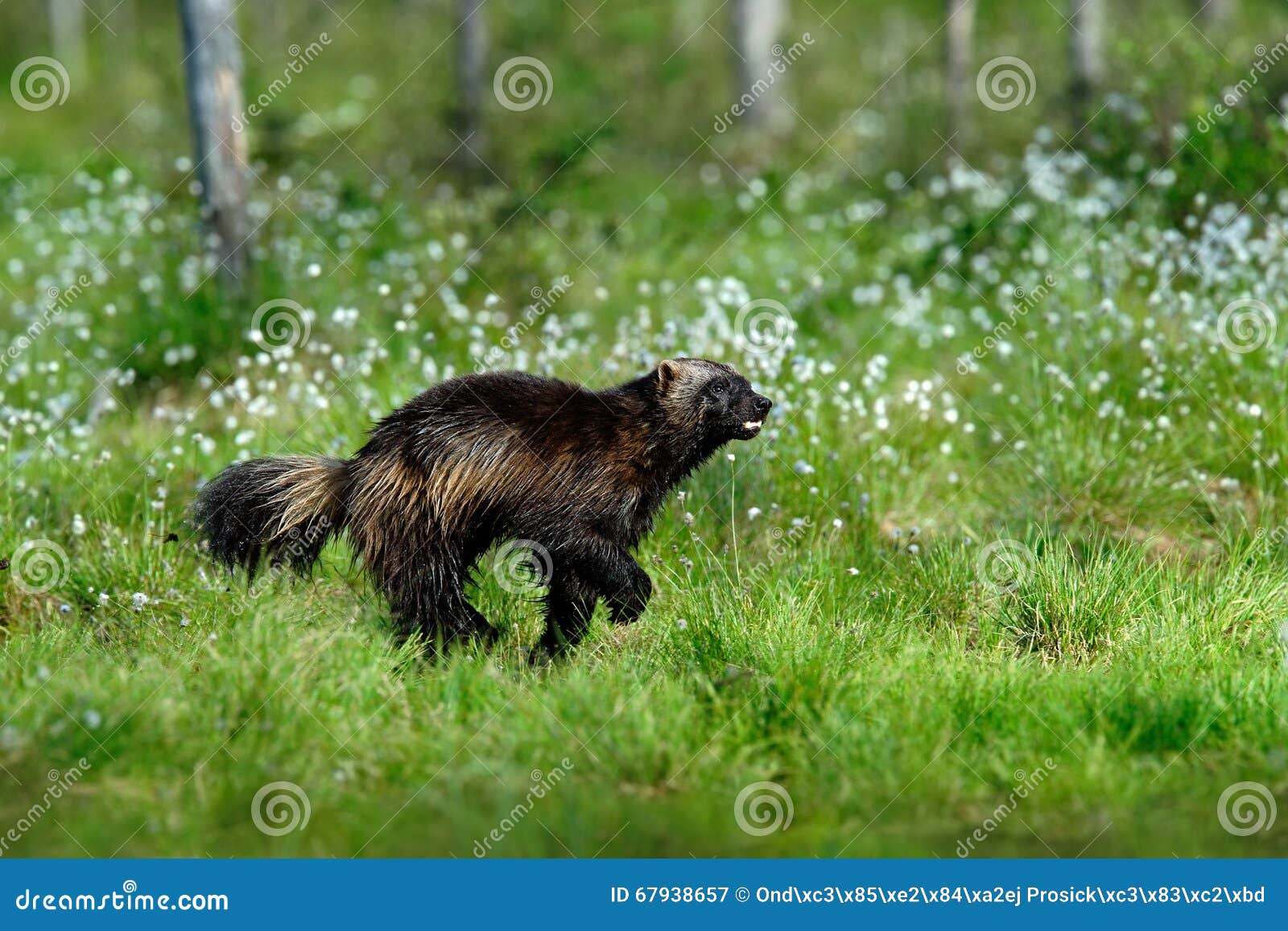 running tenacious wolverine in finland tajga