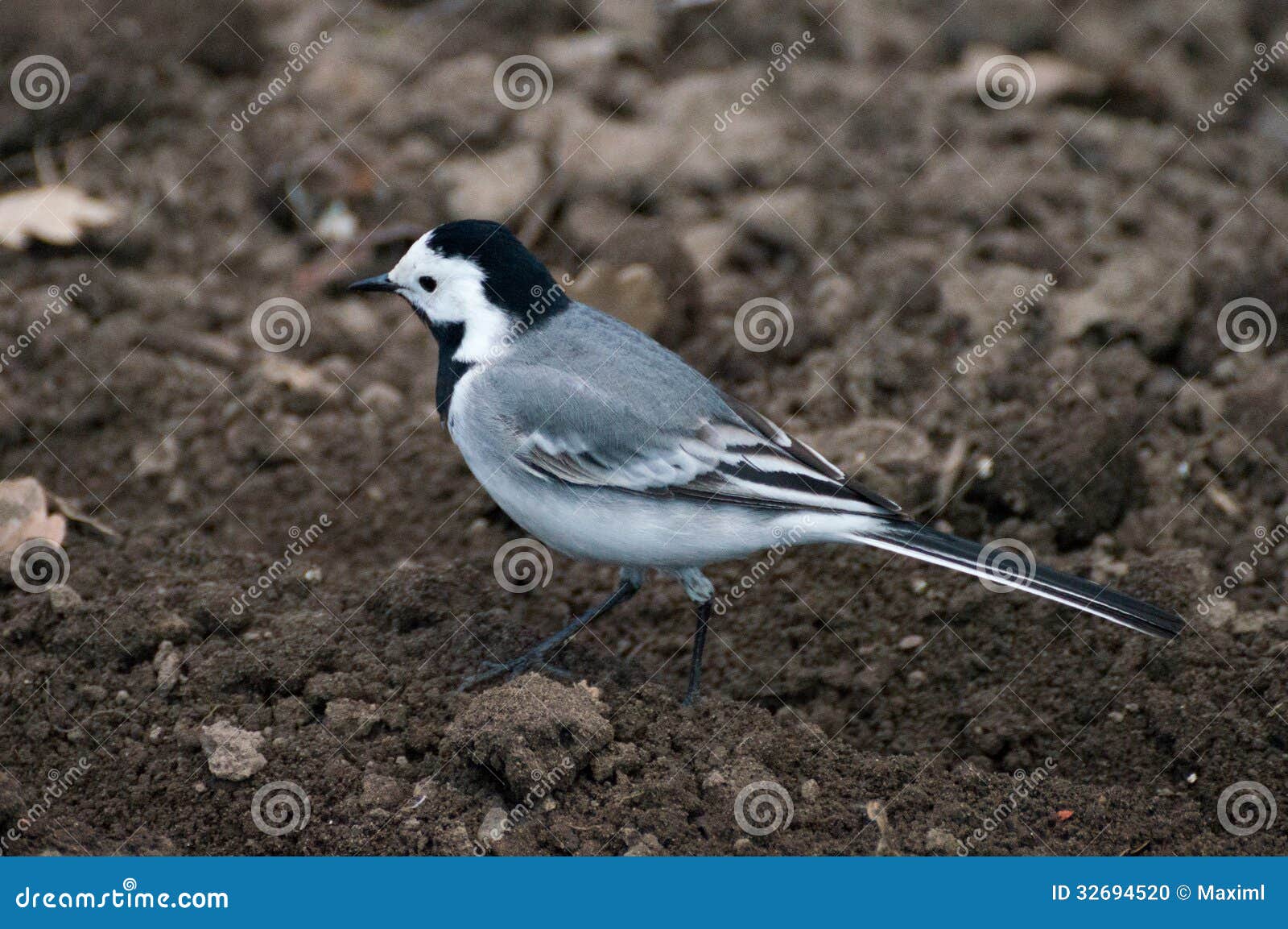 Running wagtail stock photo. Image of fauna, gray, black 32694520