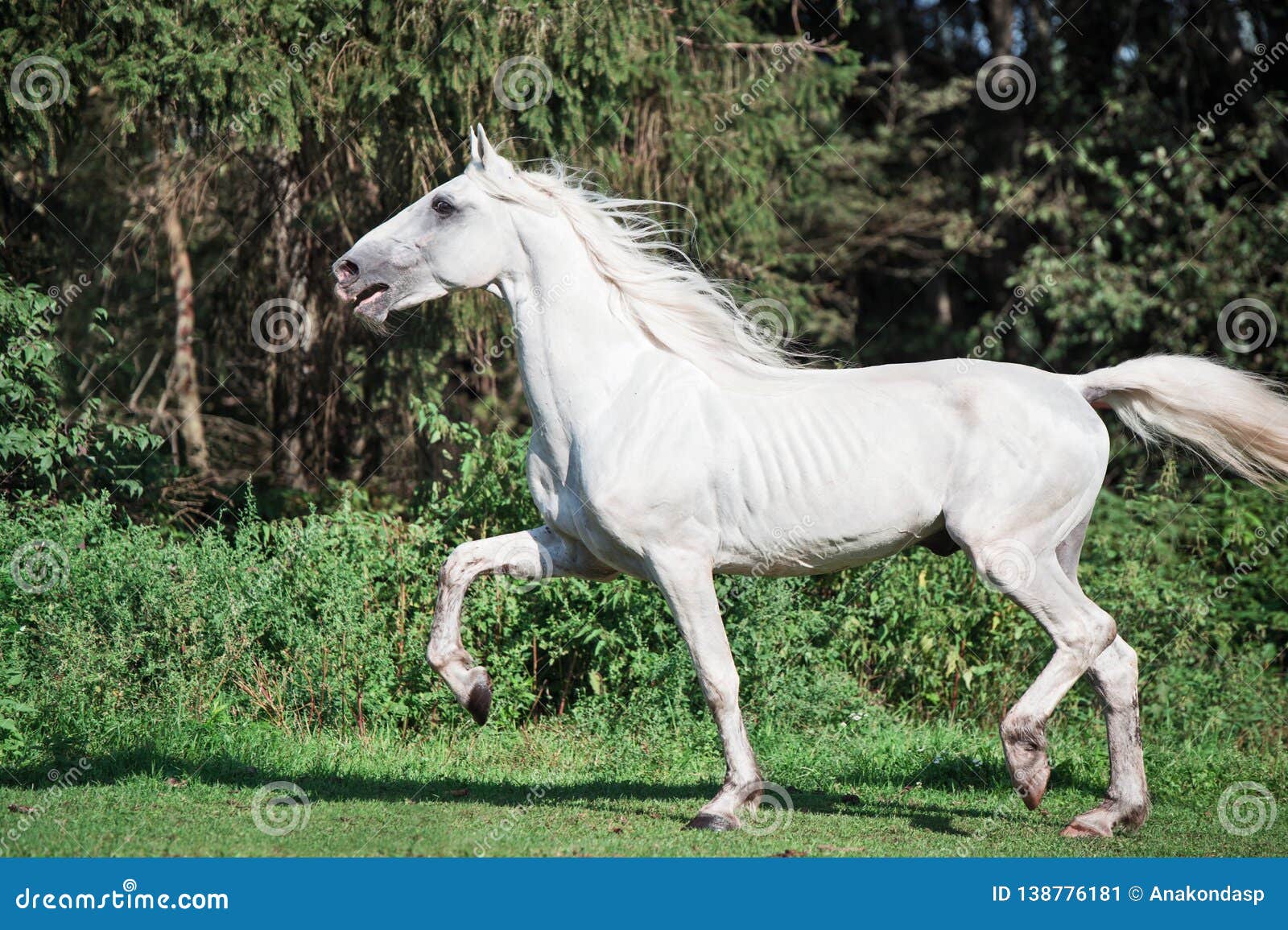 running white beautiful orlov trotter stallion in paddock