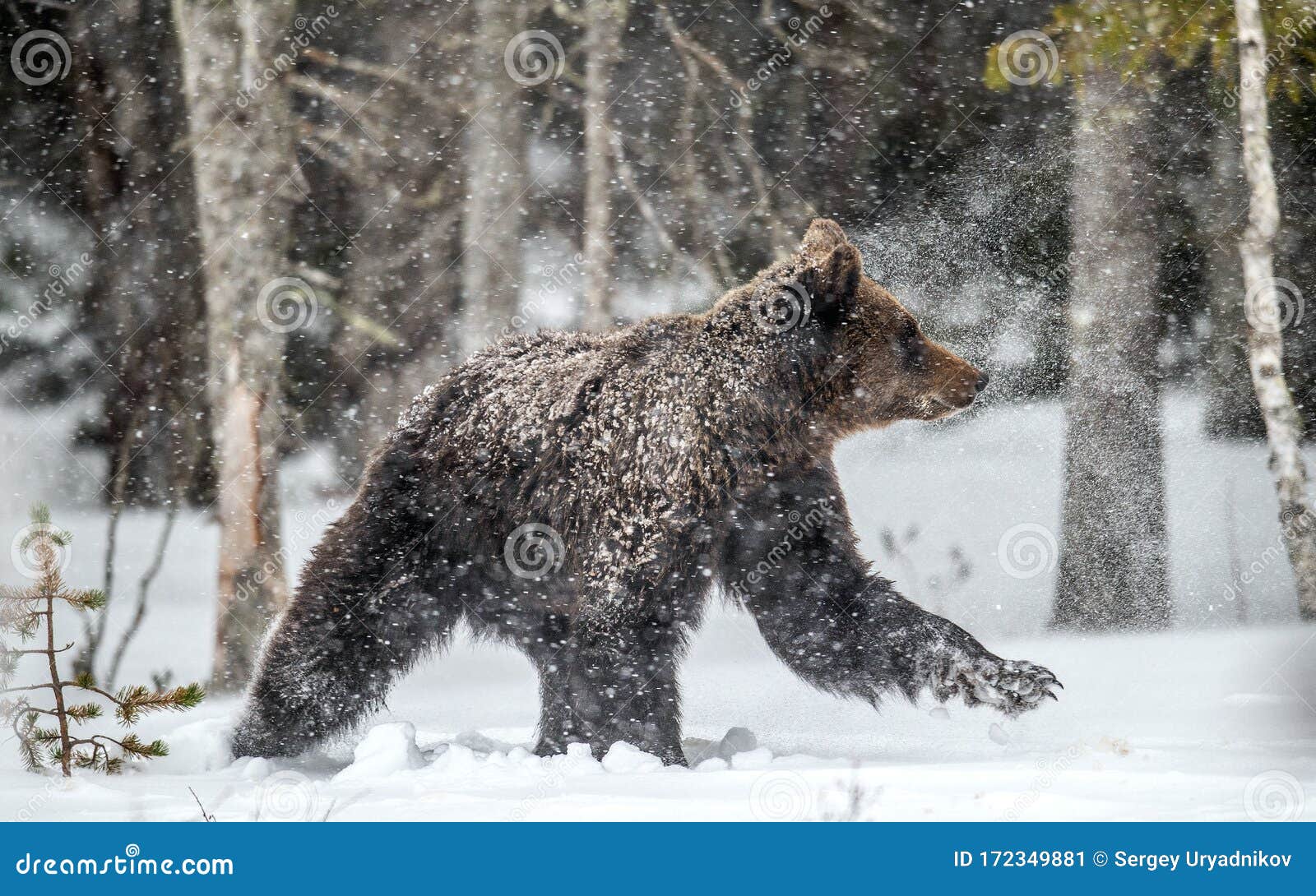 Название Фото Зимы