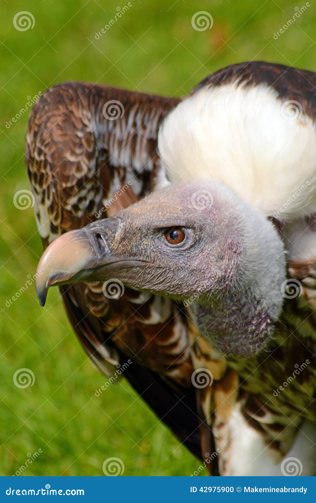 Ruppel S Griffon Vulture Side View Stock Photo - Image of birds, ruppel ...