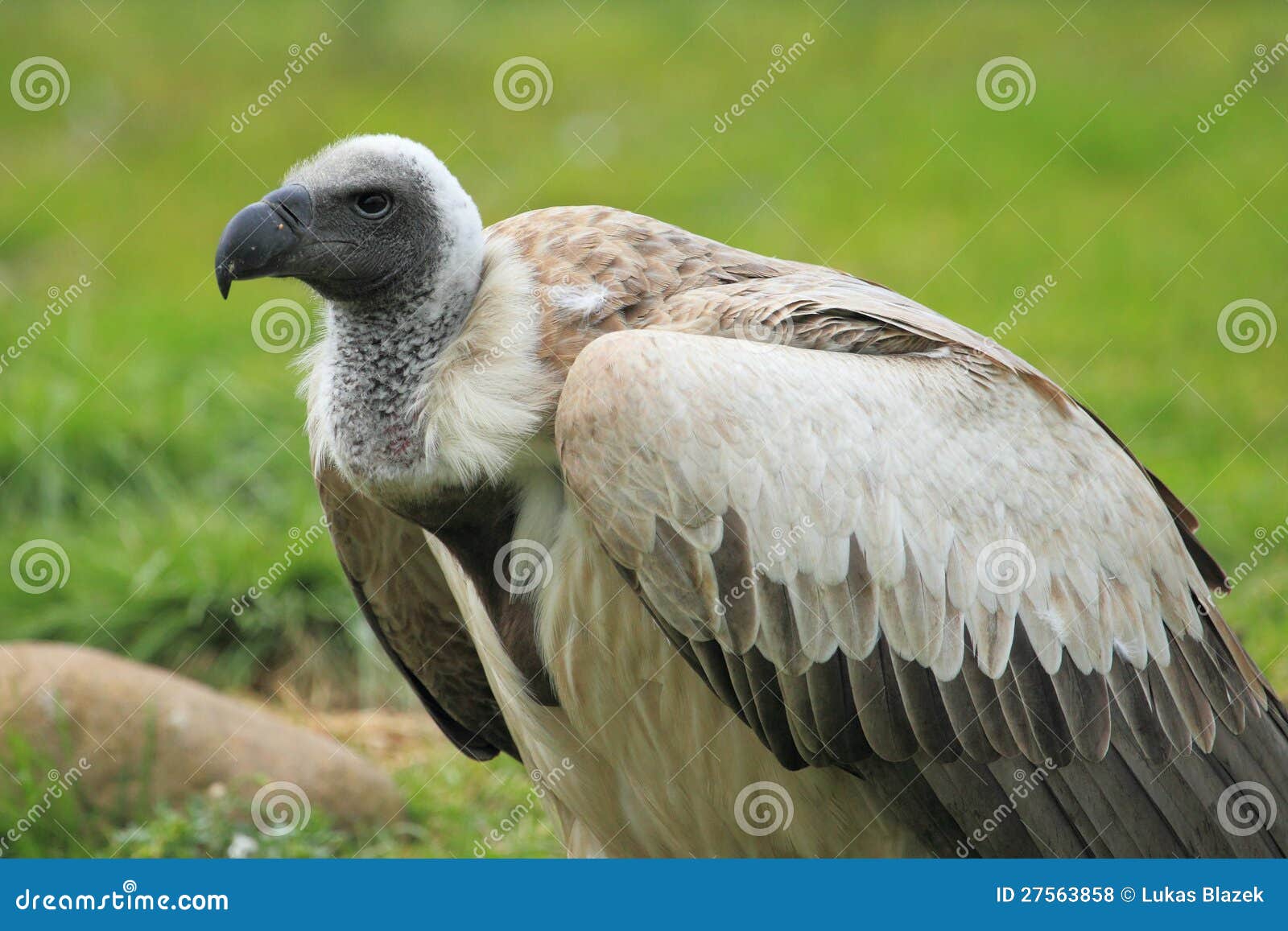 Ruppell s griffon vulture stock photo. Image of grass - 27563858