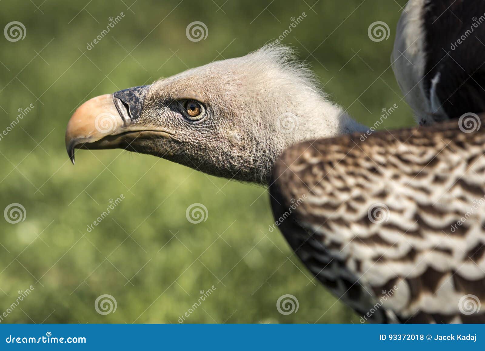 Ruppell`s Griffon Vulture Gyps Rueppellii Stock Photo - Image of bald ...