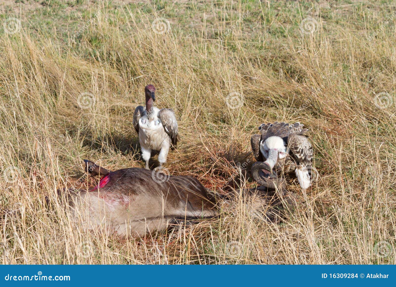 ruppell's griffon vultures feeding