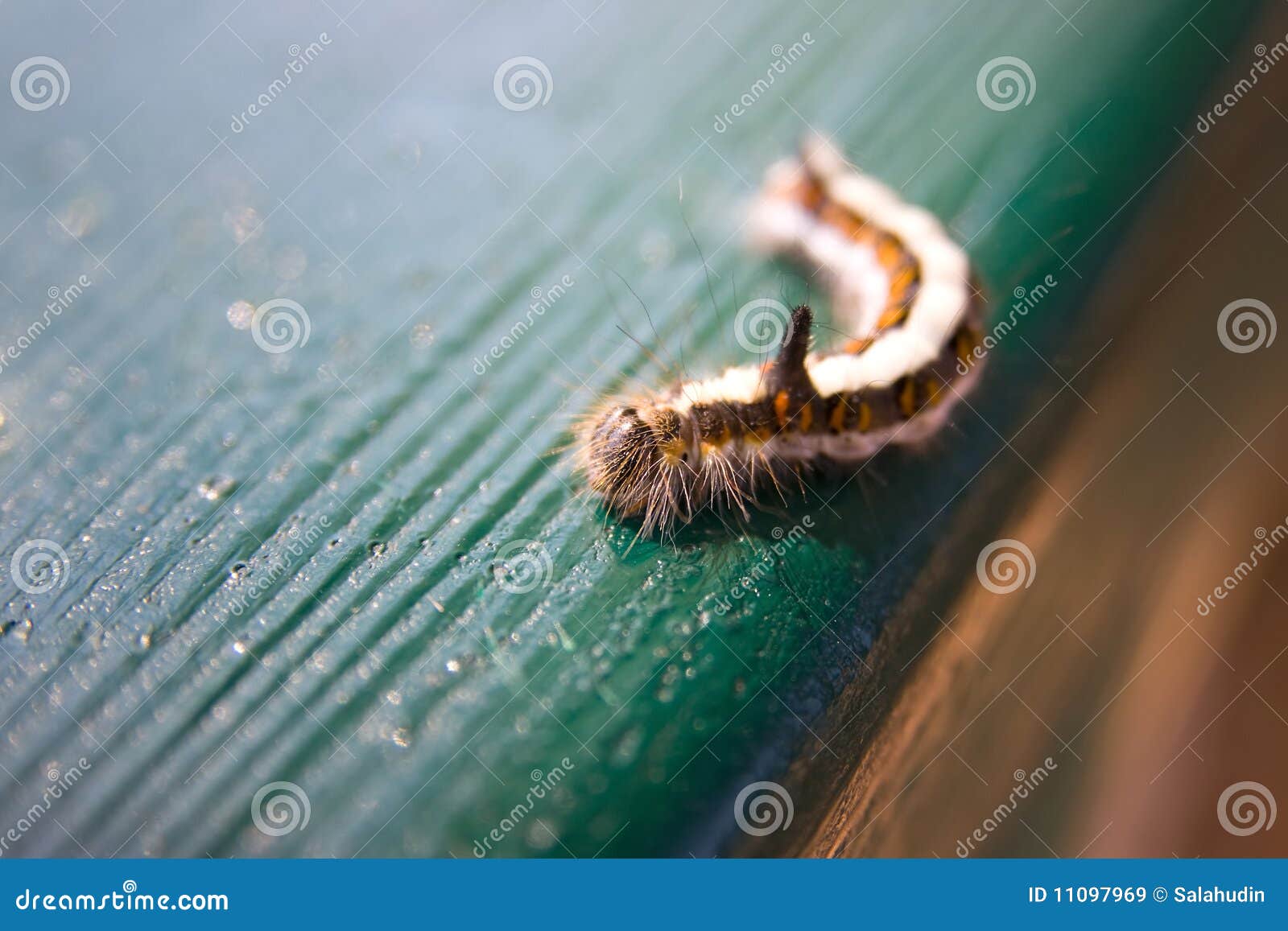 Rupsband stock afbeelding. Image of veelkleurig, rupsband 11097969