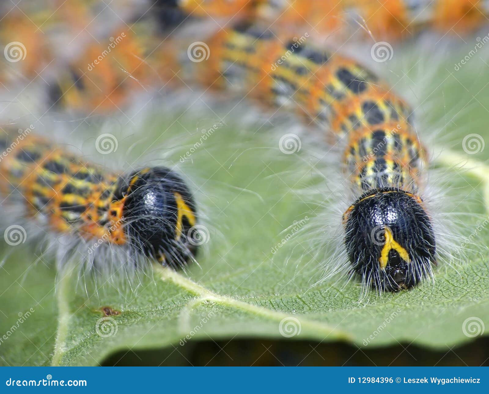 Rupsband stock foto. Image of zomer, wild, groen, kleurrijk 12984396