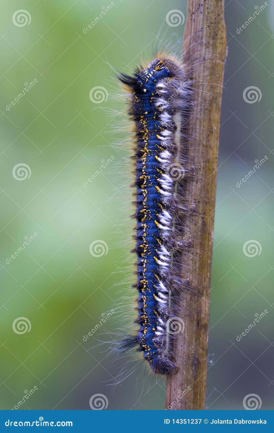 Rupsband stock afbeelding. Image of schoonheid, harig 14351237