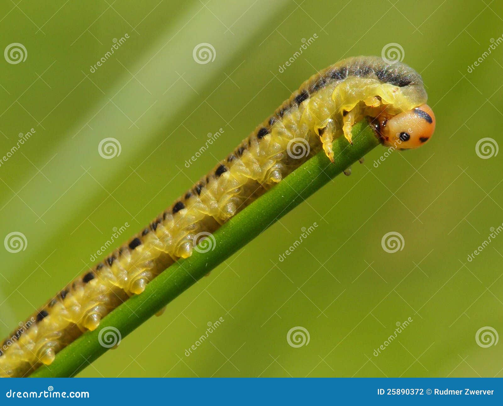 Rupsband Die Van Een Installatie Eet Stock Foto Image of installatie