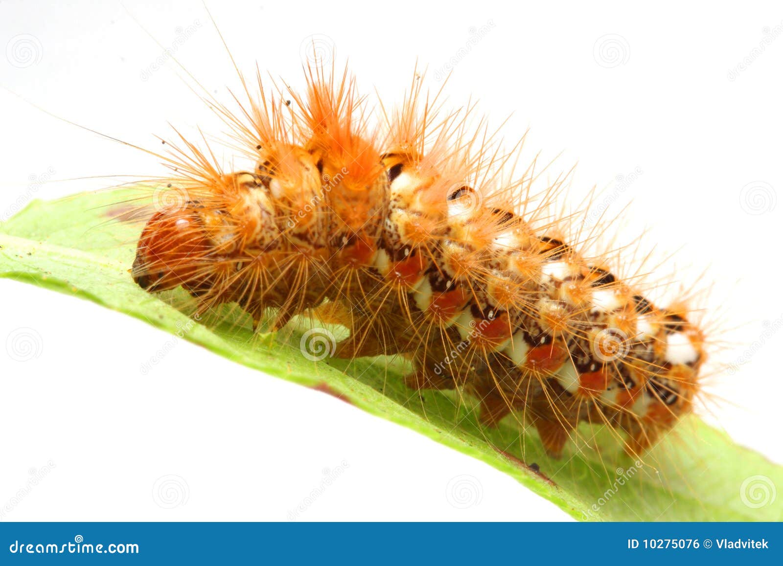 Rupsband op blad stock foto. Image of zwart, verslind 10275076