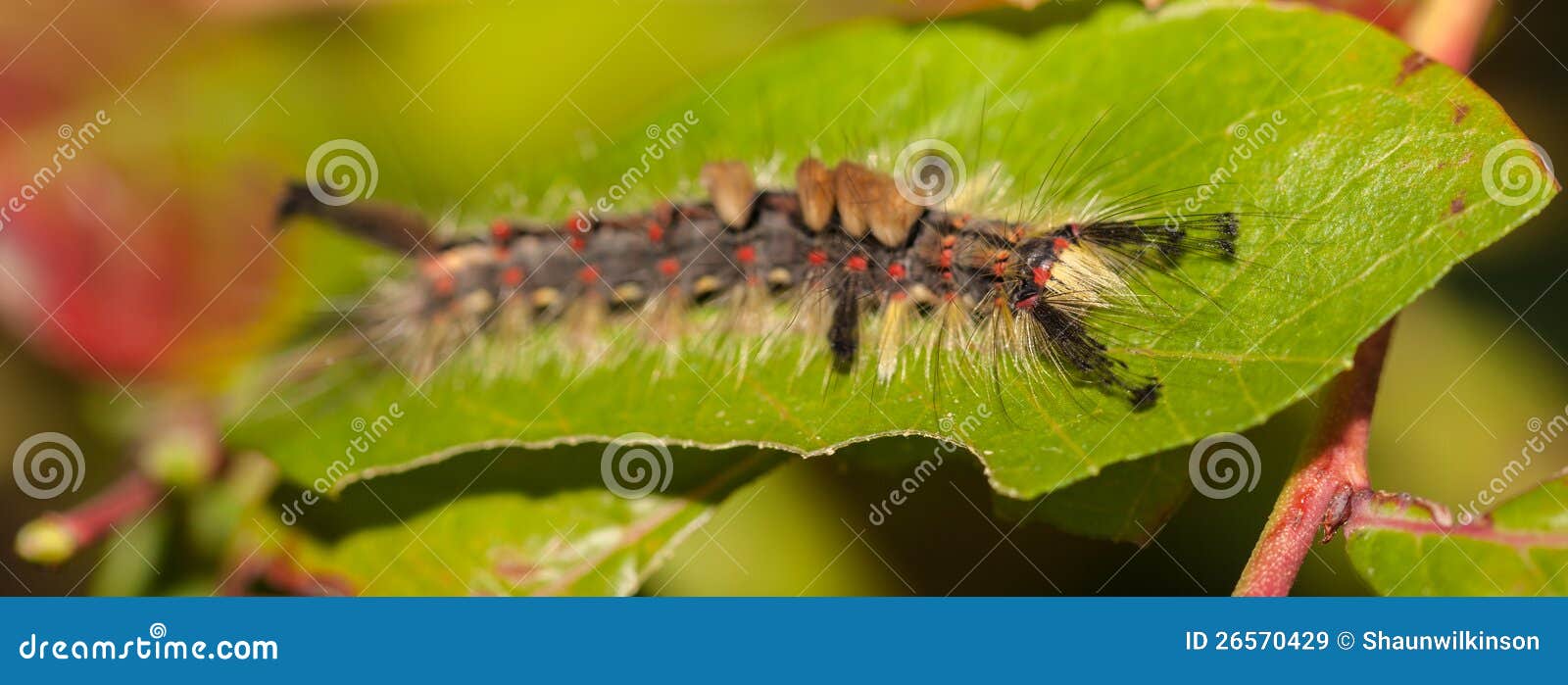 Rupsband op blad stock afbeelding. Image of insect, wild 26570429