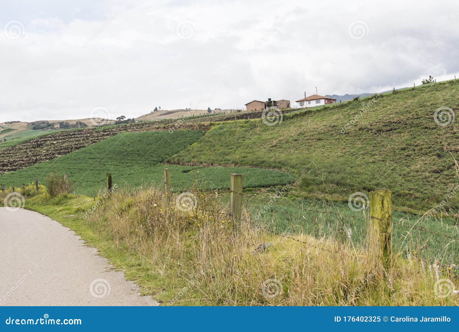 rural andean landscape, rodeside welsh onion fields, allium fistulosum, in aquitania