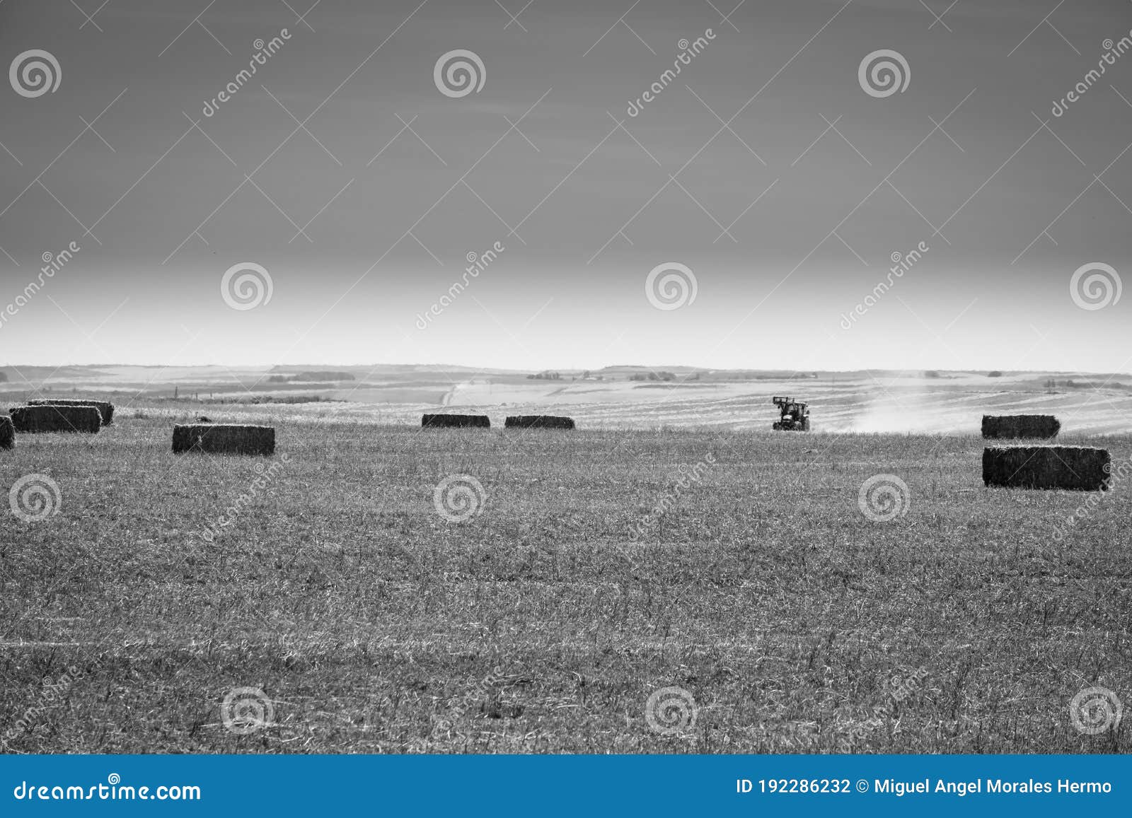 rural area with wheat cultivation land