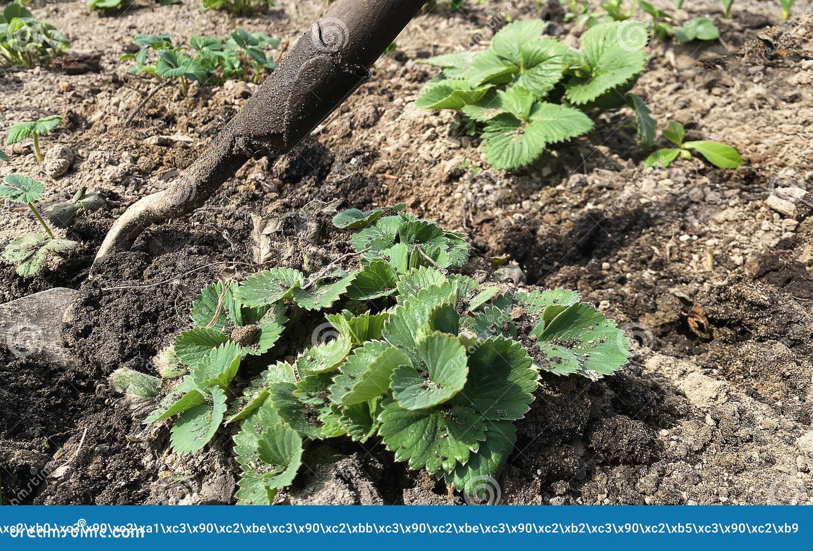 Rural Farm with Strawberry Bush. Strawberry Care Selective Focus Stock