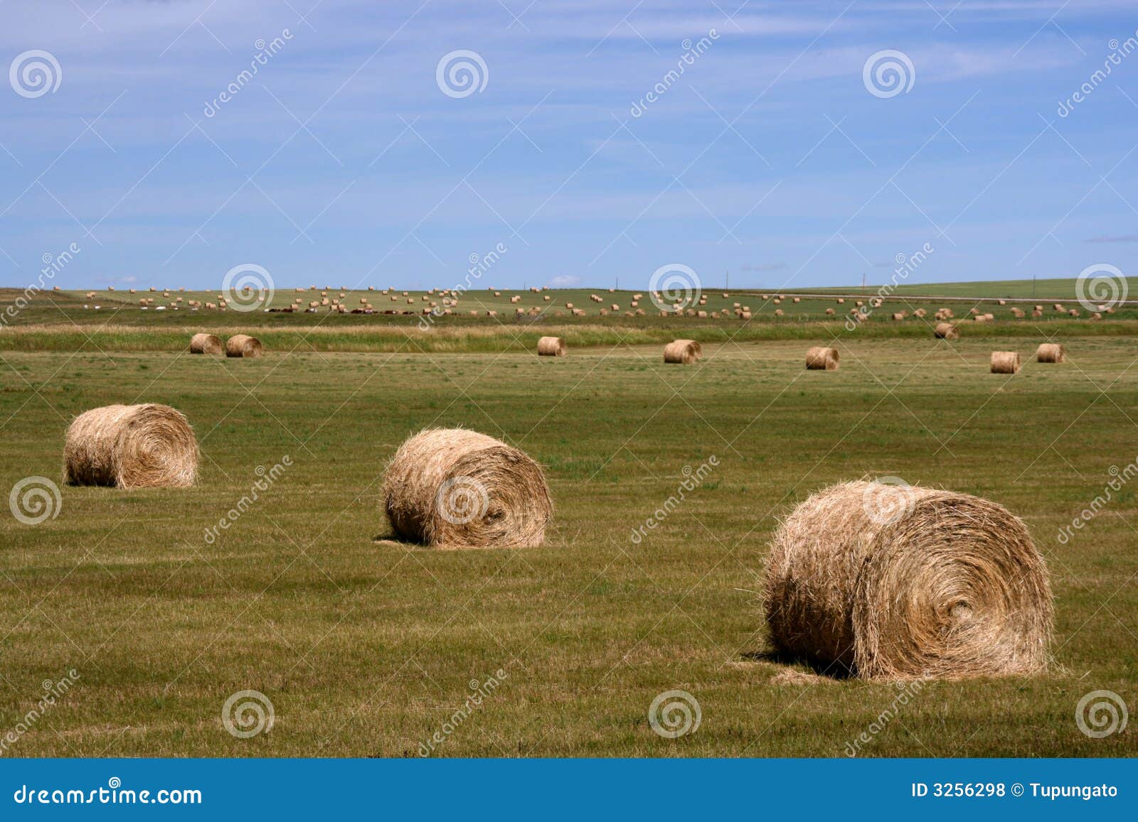 Rural landscape of Canada stock photo. Image of field 3256298