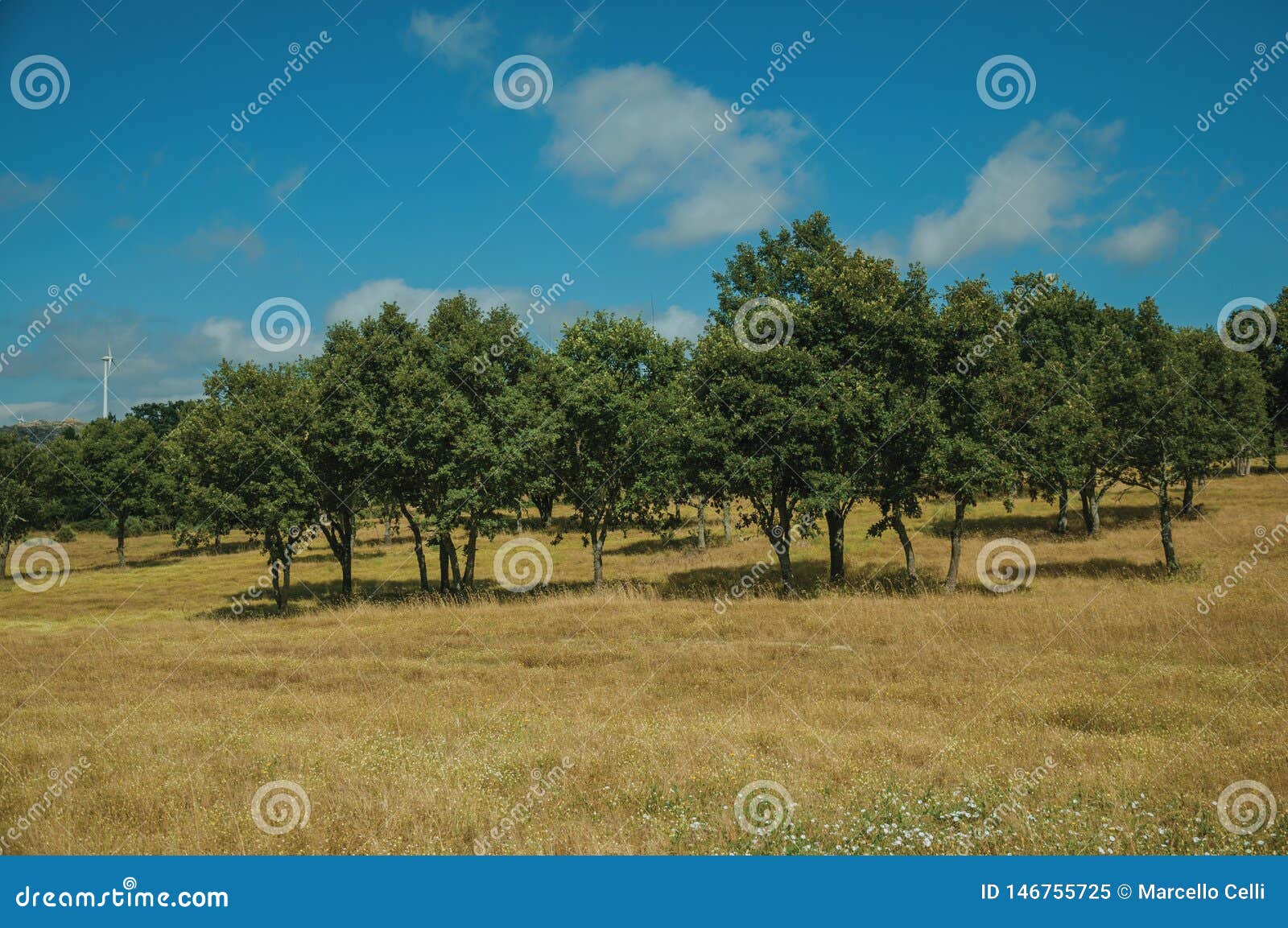 Rural Landscape with Green Trees on a Farm Field Stock Image - Image of ...