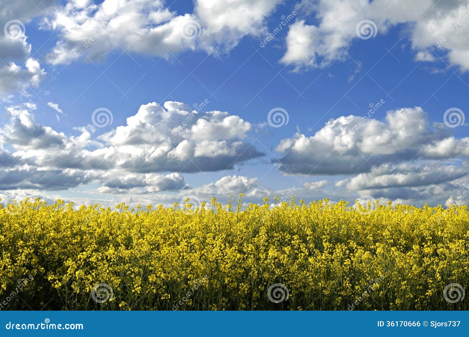 rural landscape with rapeseed and cumulus clouds