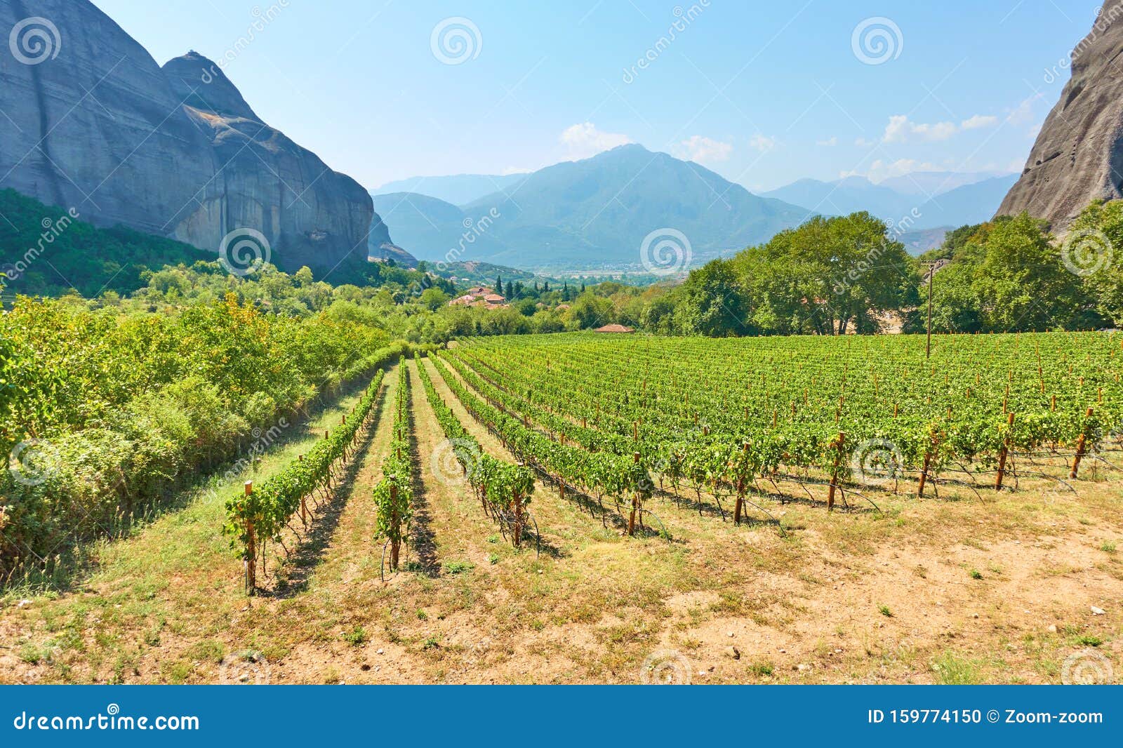 rural landscpe with vineyard