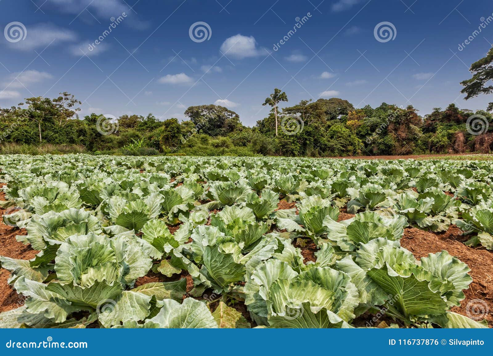 rural plantation of cabbages in the middle of the cabinda jungle. angola, africa.