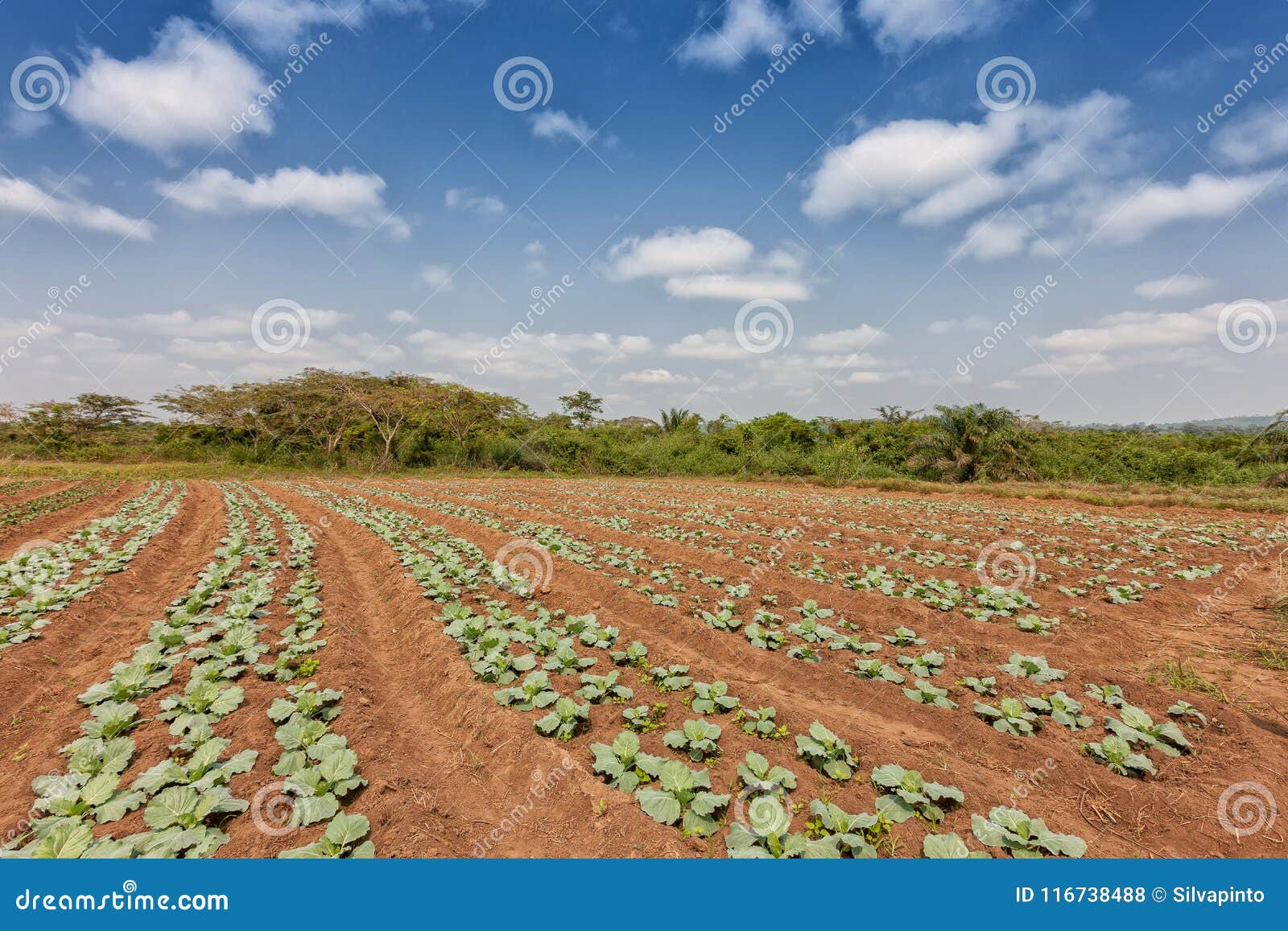 rural plantation in the middle of the cabinda jungle. angola, africa.