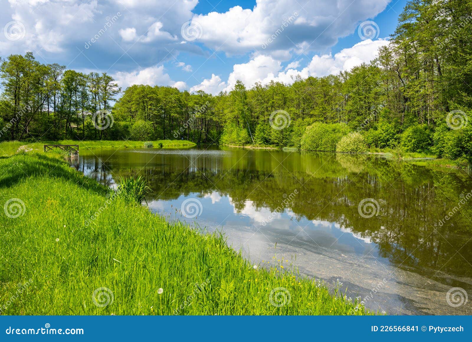 rural pond on sunny summer day