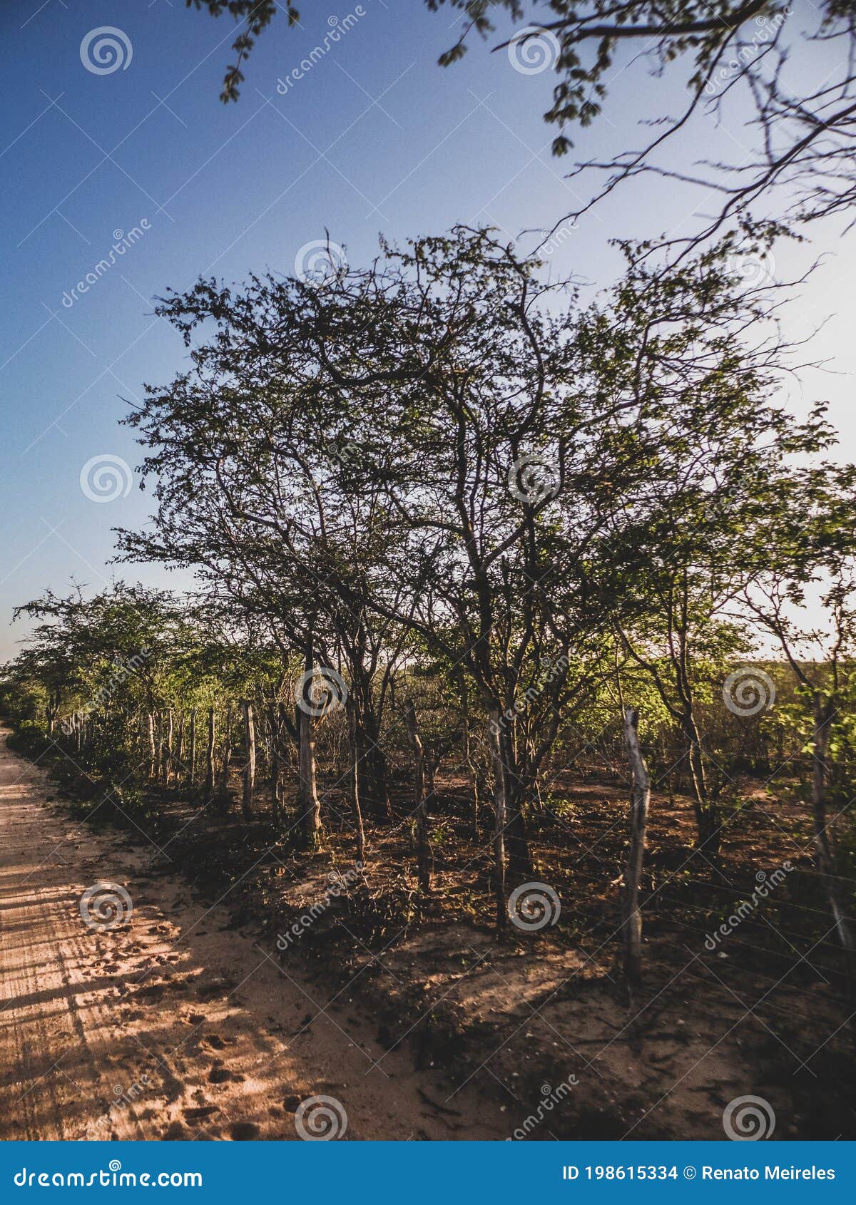 rural region of the brazilian northeastern interior. the semi-arid tropical climate has the caatinga as a vegetation biome.