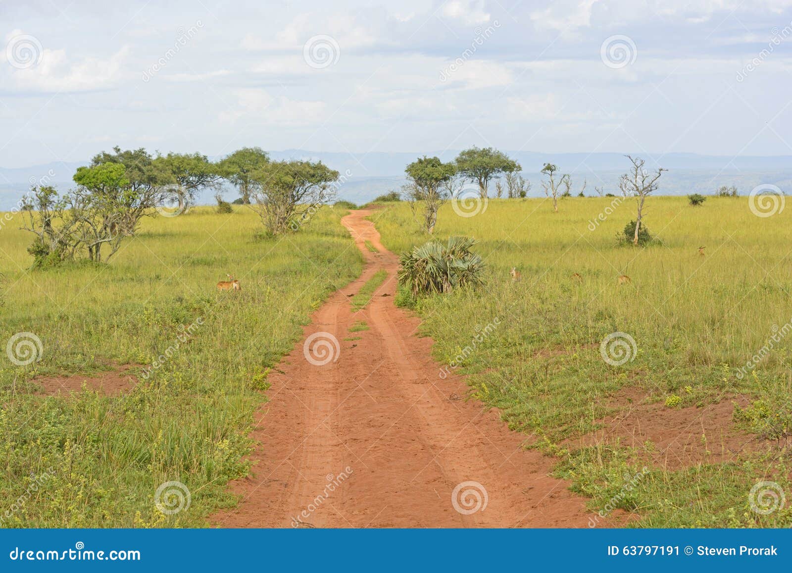 rural road in the african veldt
