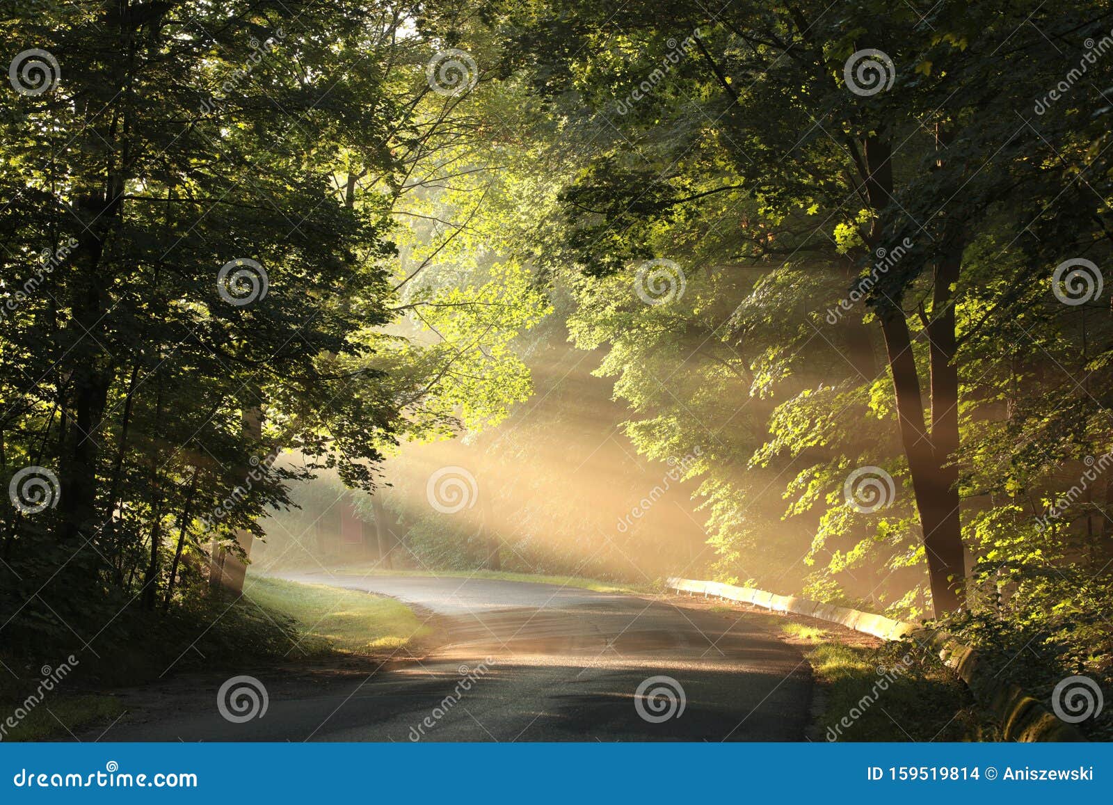 nature background spring mist fog forest sunset sunrise morning sun rays sunlight sunbeams road path trail woods leaves trees