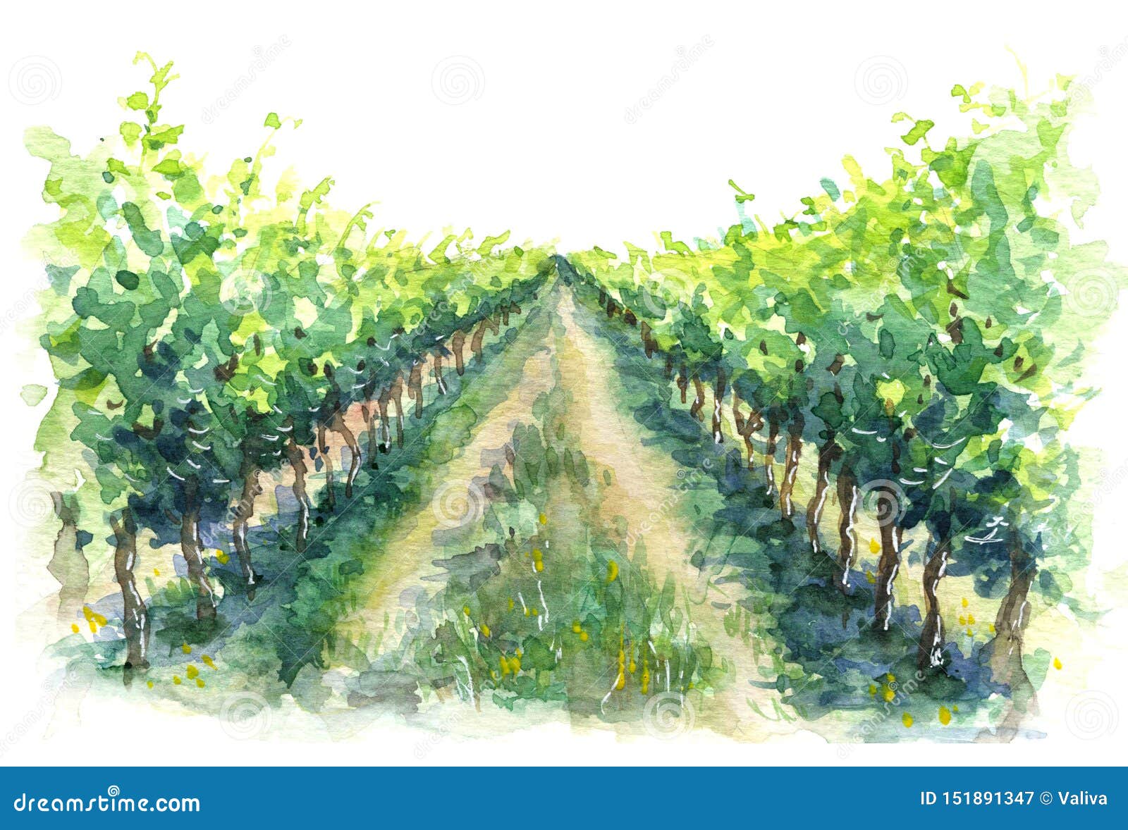 rural scene fragment of vineyard watercolor sketch