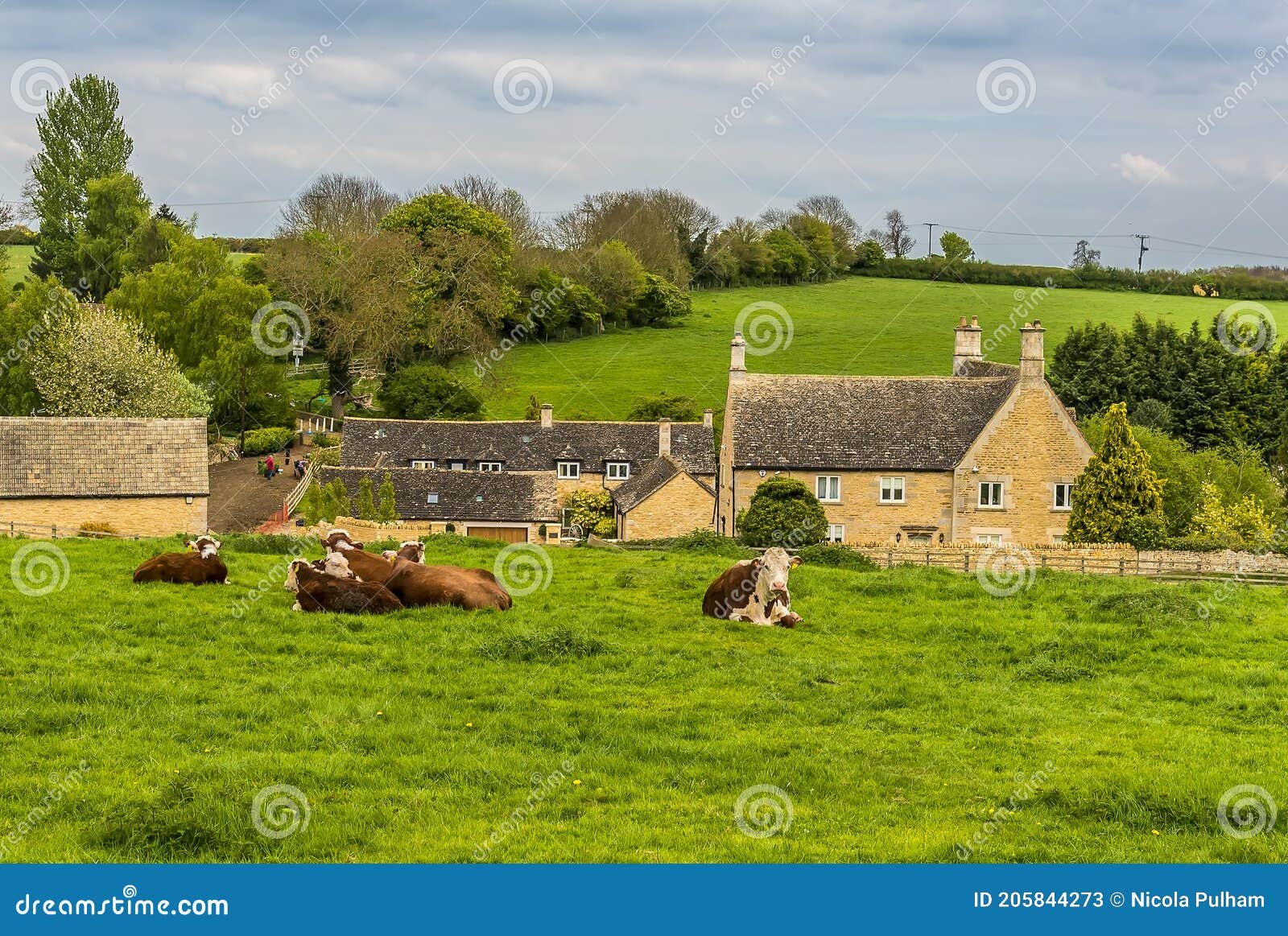 a rural scene in rutland, uk with cows grazing outside the  small hamlet of whitwell close to rutland water