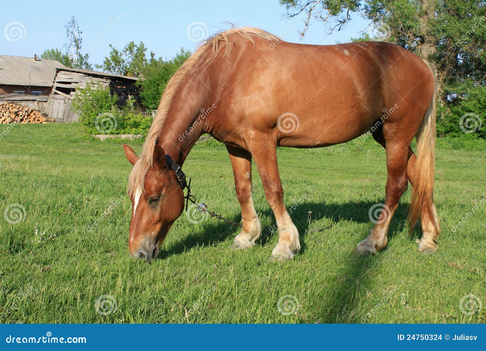 Rural workhorse stock photo. Image of chain, abstract 24750324