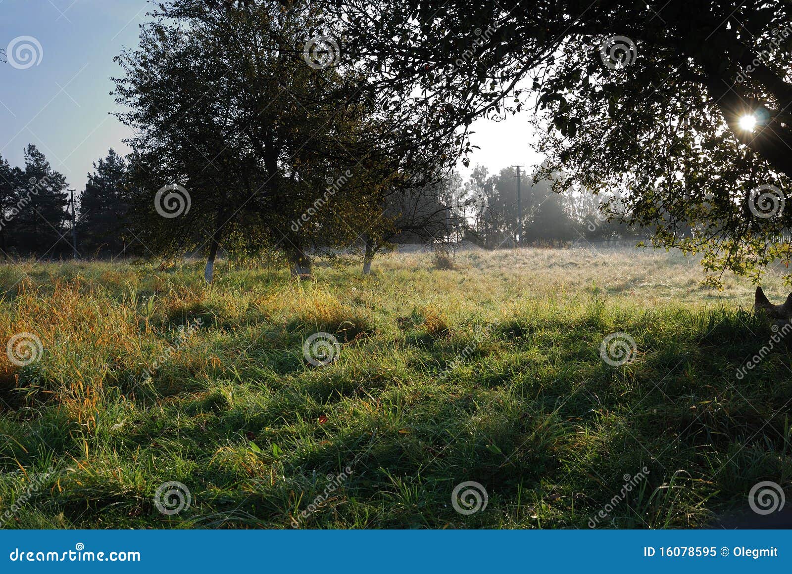 Rural Yard in the Early Morning Stock Image - Image of tree, yard: 16078595