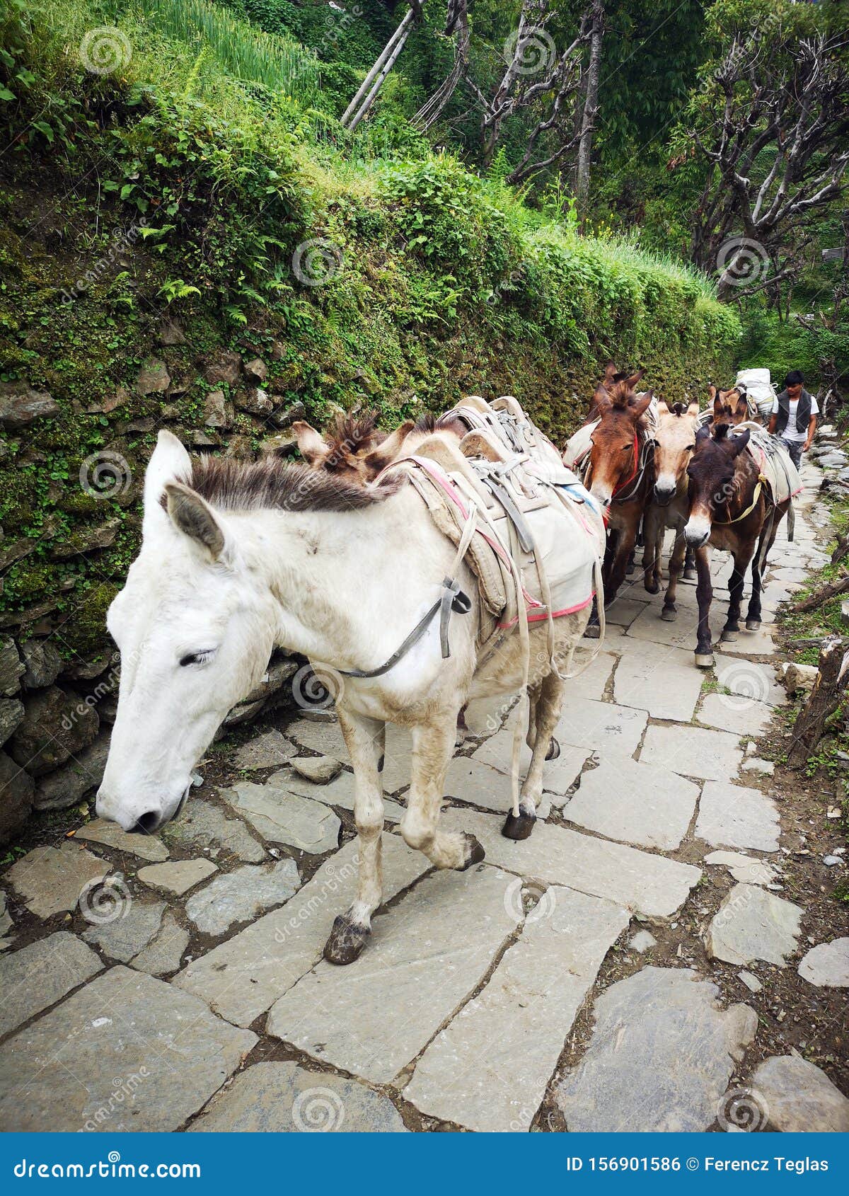 Animal Transportation in Nepal Rural Zone Stock Photo - Image of agriculture, background: 156901586 Animal Transportation in Nepal Rural Zone Stock Photo - Image of agriculture, background: 156901586