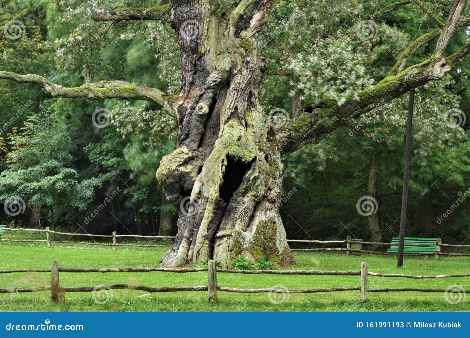 rus seven hundred years old tree.
