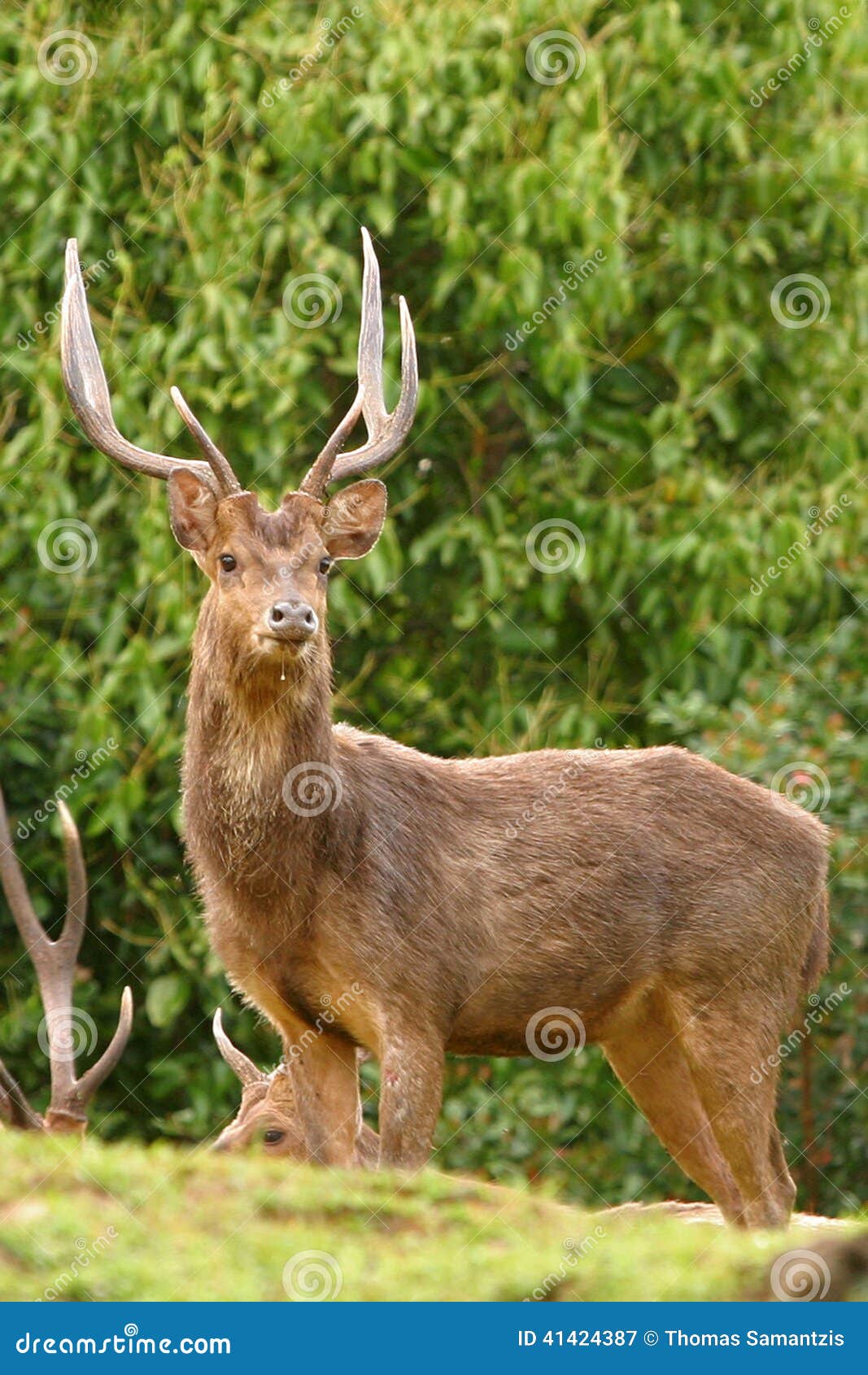 rusa deer stag
