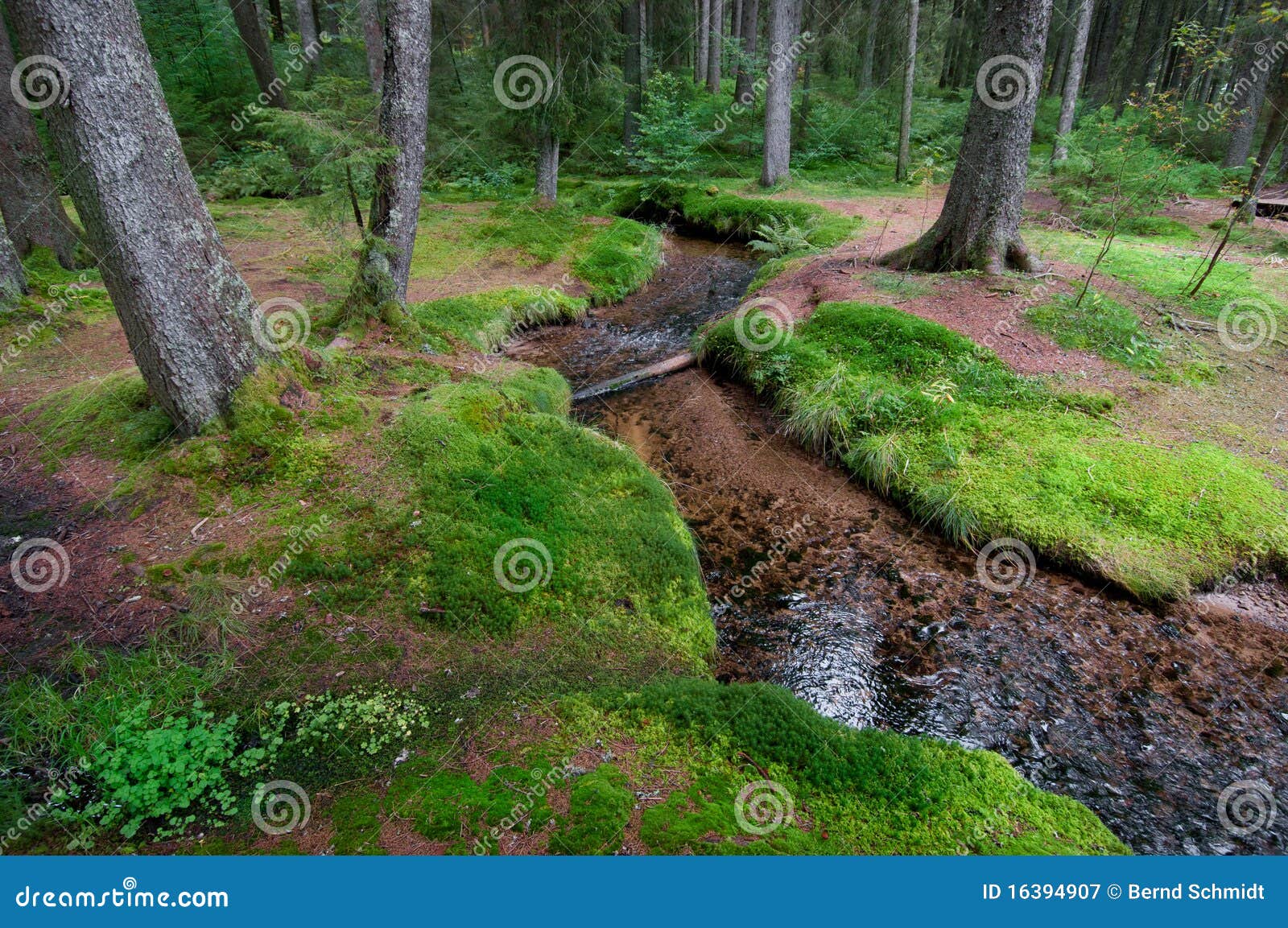 Ruscello in foresta con i moos. Moos ad un ruscello in una foresta con zona di conservazione