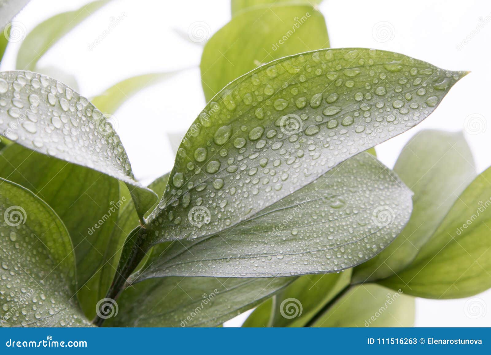 butchers broom ruscus