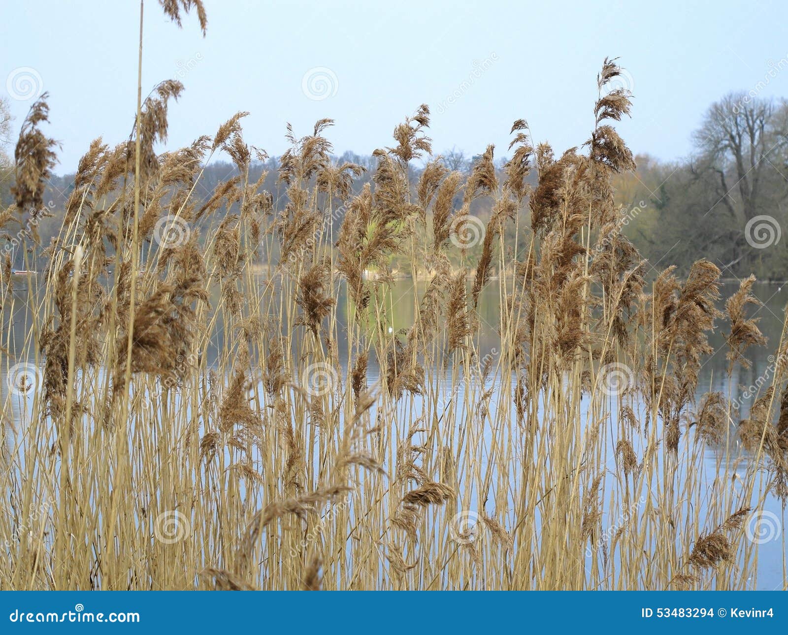 Rushes stock photo. Image of rushes, countryside, waters 53483294