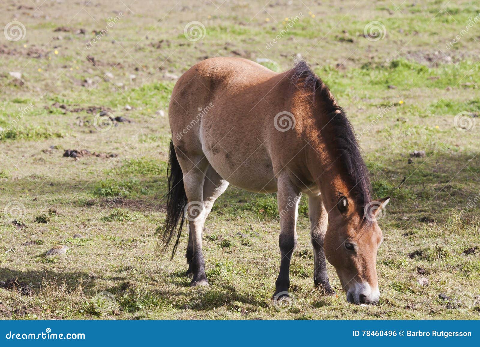 russ pony