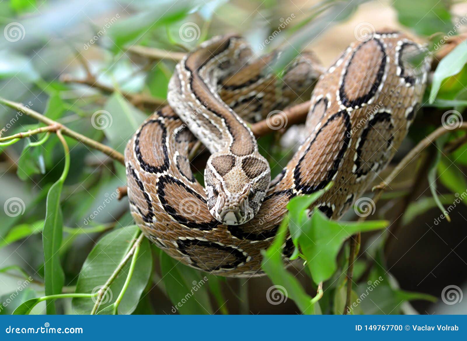 russell`s viper  daboia russelii  on branch of tree.