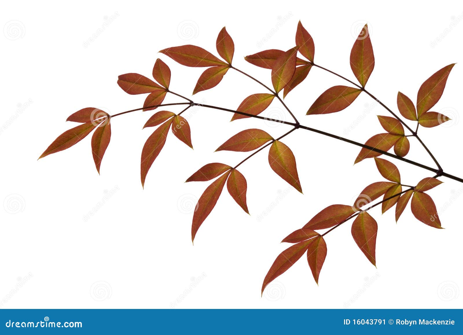 russet leaves