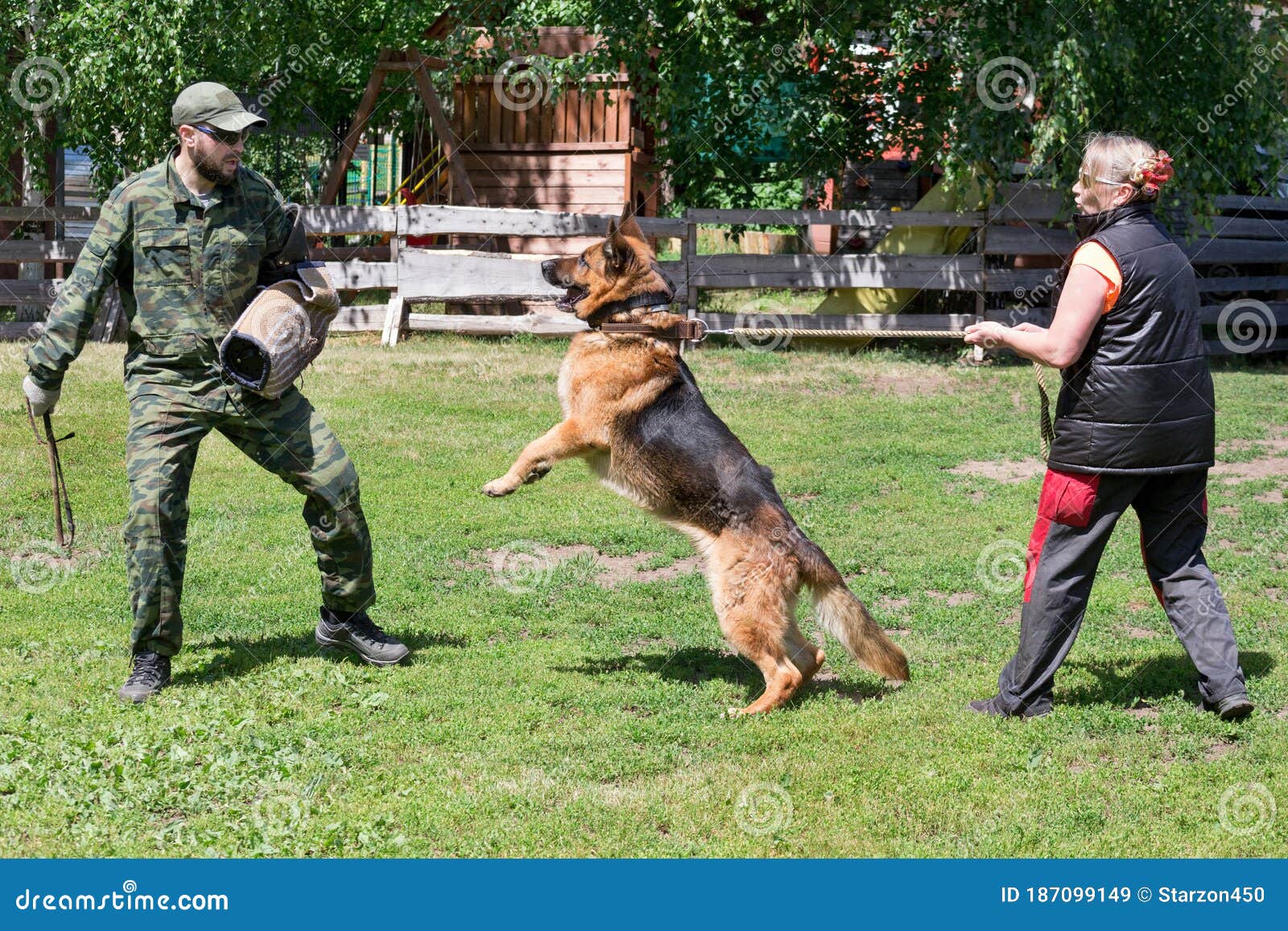gsd dog training