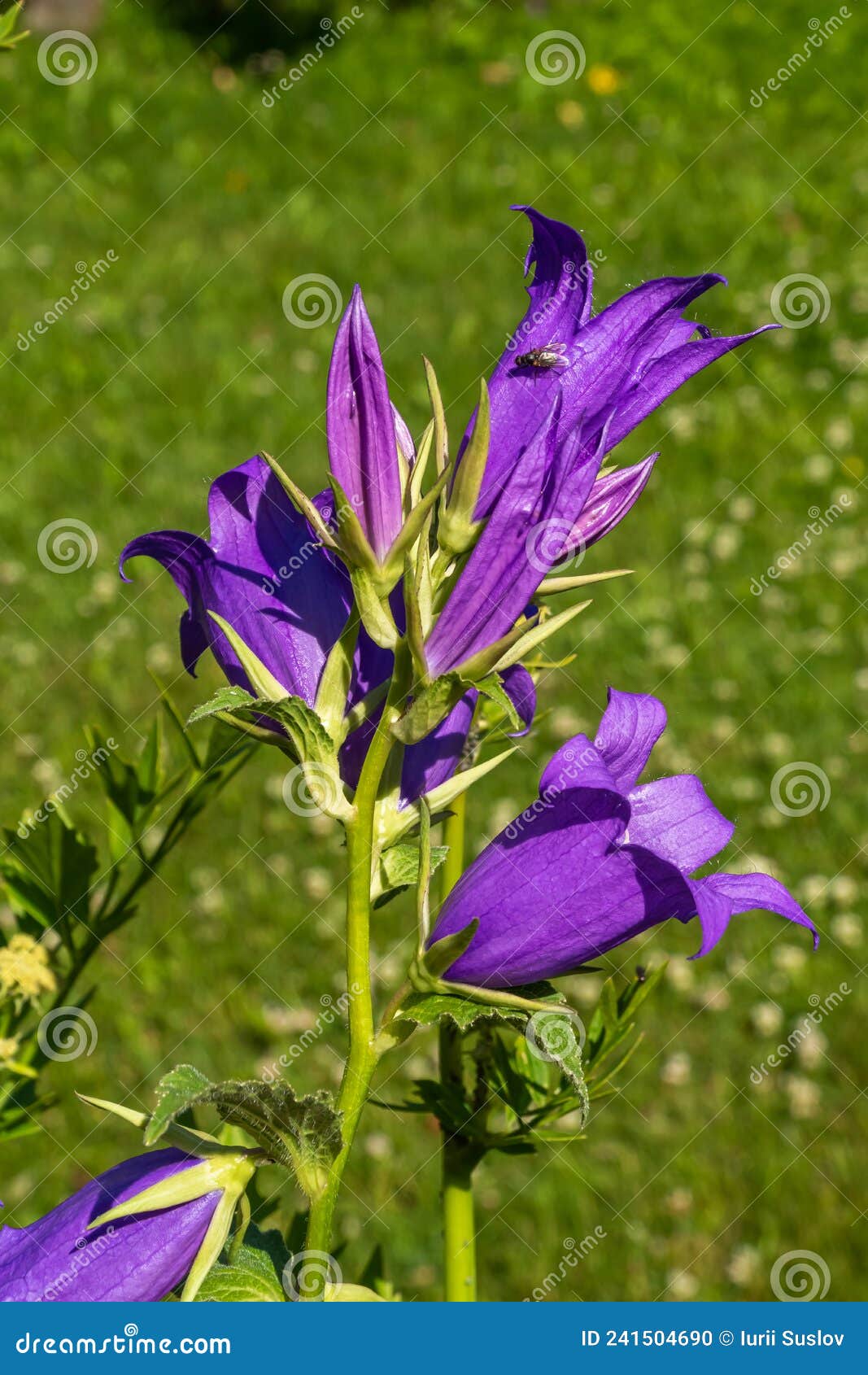 Russia. Leningrad region. July 4, 2020. A bright purple bell flower in the Kirishi City Park. Russia. Leningrad region. July 4, 2020. Bright large purple bluebell flowers have bloomed in the Kirishi City Park.
