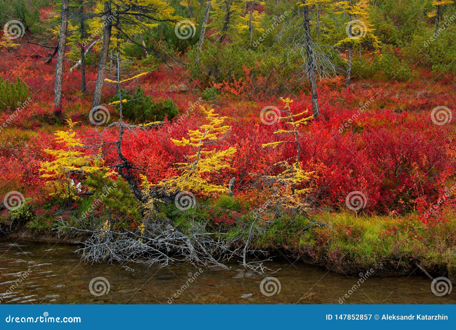 Autumn Shore Of Taiga Lake On Permafrost Stock Image Image Of Larch